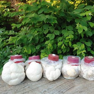 집에서 버섯 키우기 재배 키트 노루궁뎅이 느타리 녹각영지 교육용